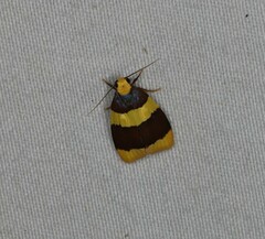 Heterallactis phlogozona