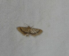 Idaea trypheropa