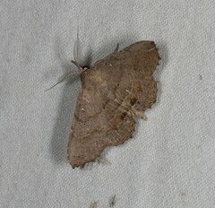 Heterormista modesta