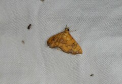 Hyalobathra aequalis