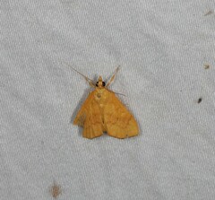 Hyalobathra brevialis