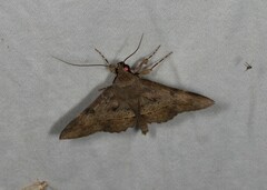 Hypospila dochmotoma