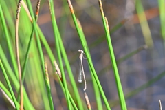 Lestes praemorsus
