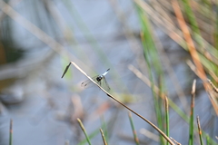 Aethriamanta gracilis