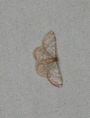 Idaea simplex