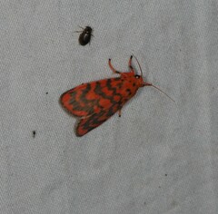 Miltochrista quadrilineata