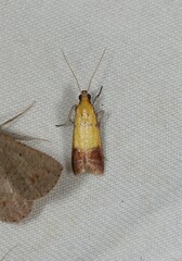 Nephopterix chryserythra