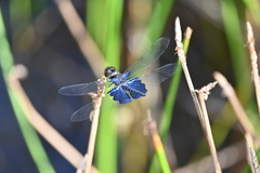 Rhyothemis triangularis