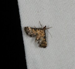Metasia polytima