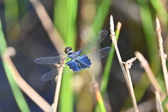 Rhyothemis triangularis