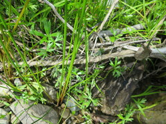 Ranunculus glabrifolius