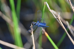 Rhyothemis triangularis