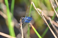 Rhyothemis triangularis