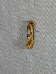 Moerarchis placomorpha