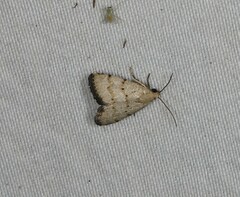 Narangodes