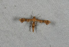 Nippoptilia cinctipedalis