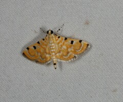 Notarcha