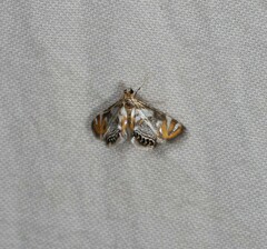 Nymphicula queenslandica