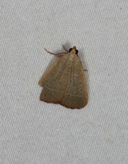 Hypsopygia decoloralis