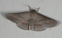 Oenochroma decolorata