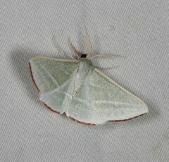 Oenochroma infantilis
