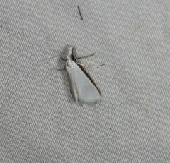 Patissa atricostalis
