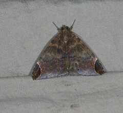 Bastilla serratilinea