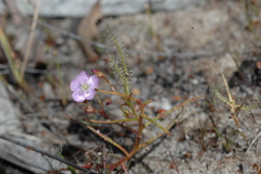 Drosera serpens