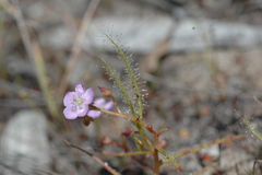 Drosera serpens