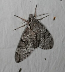 Psilogramma papuensis