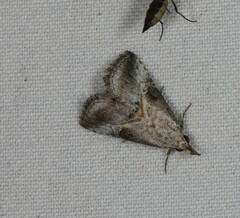 Rhynchina inornata