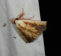 Xanthodes emboloscia