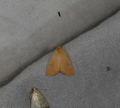 Rivula everta