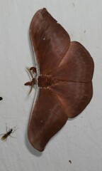 Syntherata