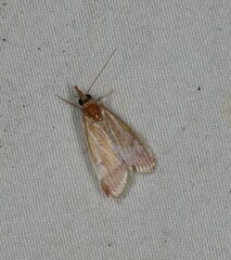 Syntonarcha vulnerata