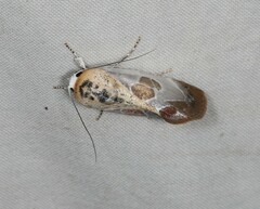 Westermannia gloriosa