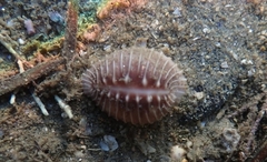 Pusula solandri