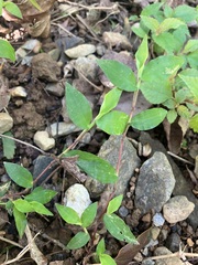 Oplismenus compositus