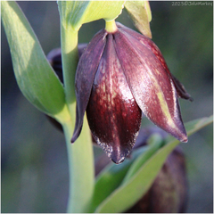 Fritillaria biflora