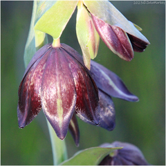 Fritillaria biflora