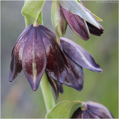Fritillaria biflora