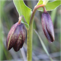 Fritillaria biflora