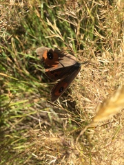 Argyrophenga antipodum