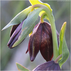 Fritillaria biflora