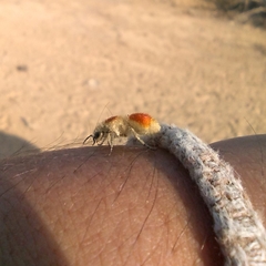 Quwitilla blattoserica