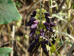 Mucuna pruriens