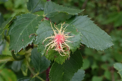 Diplolepis rosae
