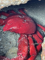 Taliepus nuttallii