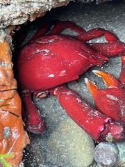 Taliepus nuttallii