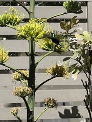 Cinnyris asiaticus